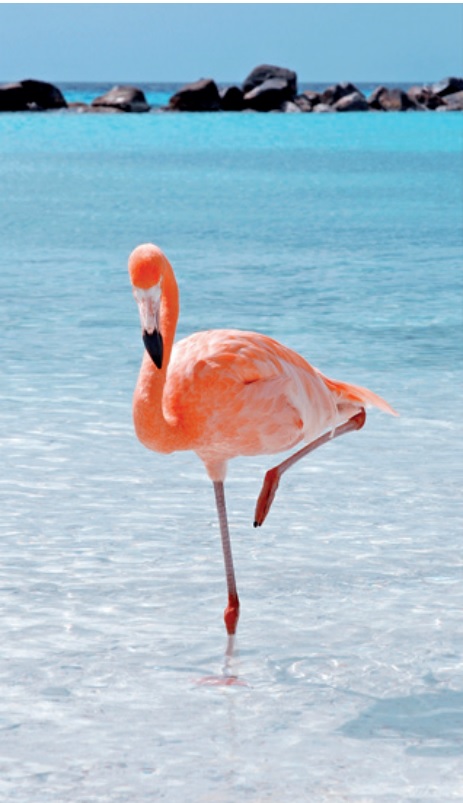 Plážová osuška Lovely Home 12047 Flamingo